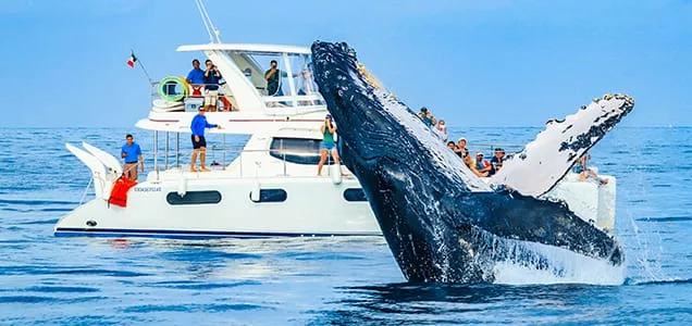 best time to travel to Cabo San Lucas visit booking hotel flight deals  Luxury Catamaran Whale Watching Cabo San Lucas